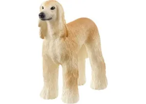 Afghan Hound