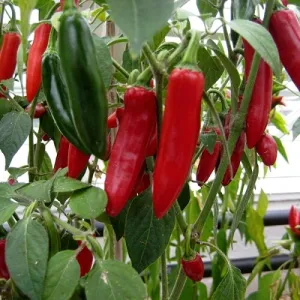 Serrano Hot Pepper Seeds