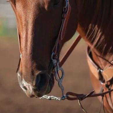 Versatility Shank Cowhorse Bit with Flat Port Roller